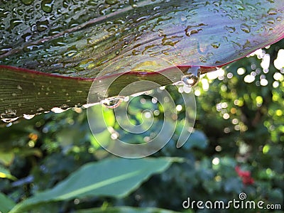 Cordyline Fruticosa, Ti Plant with Raindrops Blossoming during Fall Morning in Hanalei on Kauai Island, Hawaii. Stock Photo