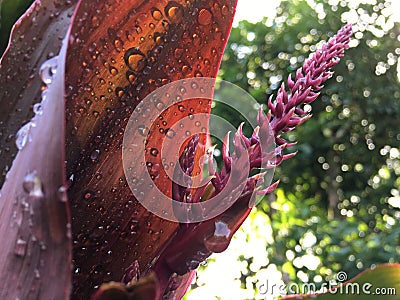 Cordyline Fruticosa, Ti Plant with Raindrops Blossoming during Fall Morning in Hanalei on Kauai Island, Hawaii. Stock Photo