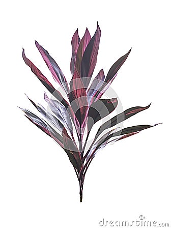 Cordyline fruticosa tree isolated Stock Photo