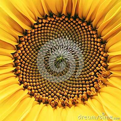 Core of of the flower, texture. Sunflower close-up. Seeds and oil. Flat lay, top view. Macro Stock Photo