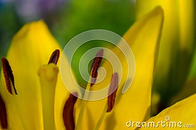 Core flower yellow lily closeup Stock Photo