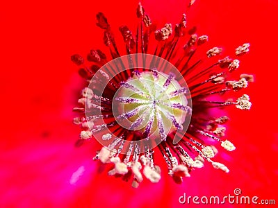 The core of the poppy Stock Photo