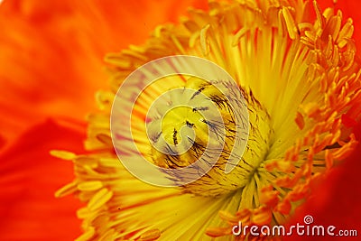 The core of poppy flower with stamens closeup Stock Photo