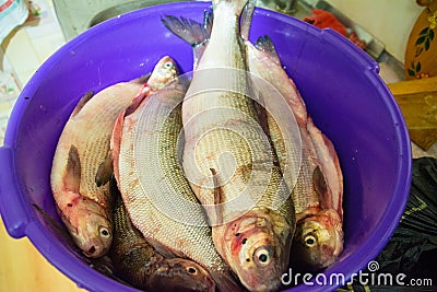 The Coregonus peled and Coregonus nasus white fish prepared for cooking. Stock Photo