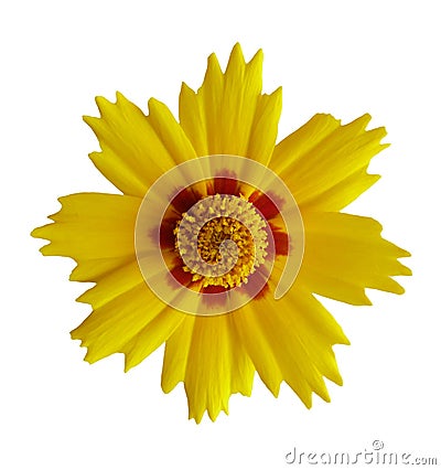 Coreopsis Stock Photo