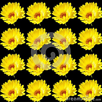 Coreopsis is a genus of flowering plants in the family Asteraceae Stock Photo