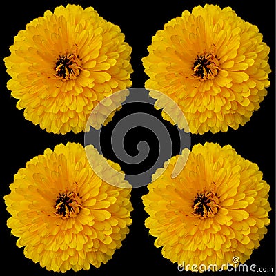 Coreopsis is a genus of flowering plants in the family Asteraceae Stock Photo