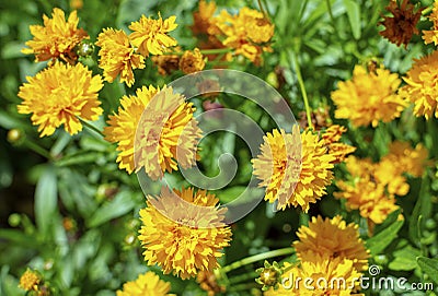 Coreopsis grandiflora Early Sunrise blooming 1 Stock Photo