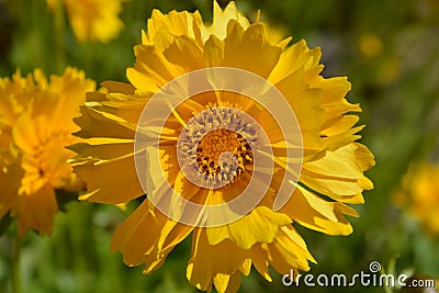 Coreopsis grandiflora Sunburst flower, also known as tickseed Stock Photo