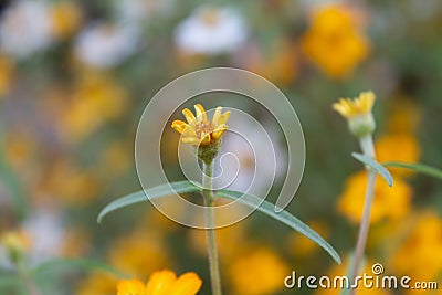 Yellow biden flowers Stock Photo