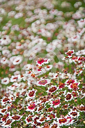 Coreopsis rosea - Sweet Dreams Stock Photo