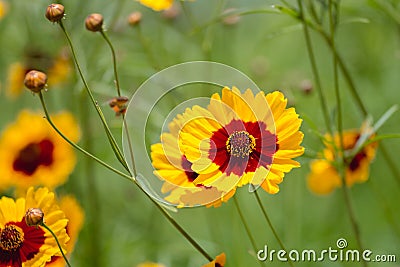 Coreopsis tinctoria flowers Stock Photo