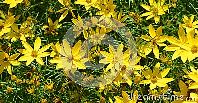 Coreopsis verticillata is a North American species of tickseed Stock Photo