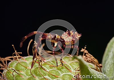 Coreus marginatus nymph on a green raspberry Stock Photo