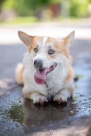 Corgi breed dog lies in a puddle on the road Stock Photo