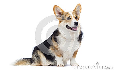 Corgi breed dog sitting in full growth Stock Photo