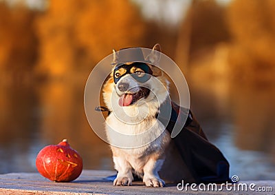 Funny Corgi dog in costume superhero pumpkin Halloween party sitting in autumn Park Stock Photo