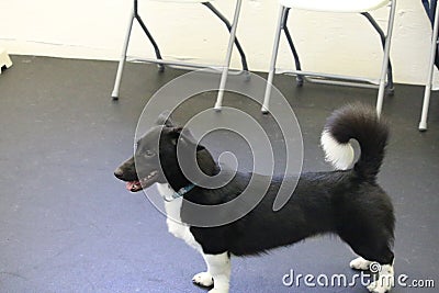 Corgi Dog with Curly tail Stock Photo