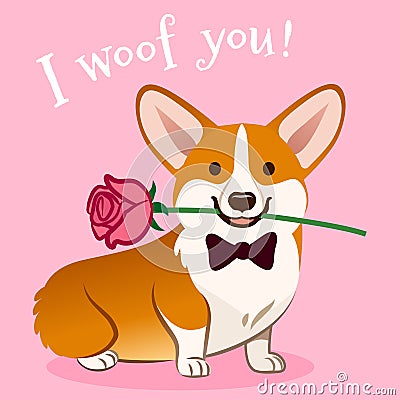 Corgi dog with rose flower in mouth Valentine`s day card vector cartoon. Cute sitting corgi puppy on pink background. Funny Stock Photo