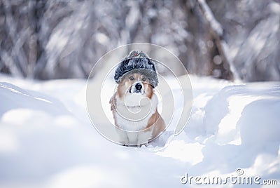 corgi dog sitting in a winter cold park in the snow in a warm fur hat with earflaps Stock Photo