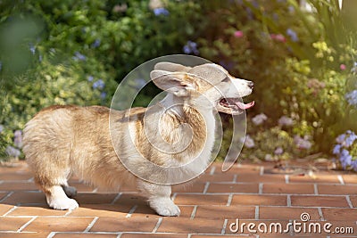 Corgi dog standing and relax in summer sunny day Stock Photo
