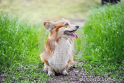 corgi fluffy portrait Stock Photo