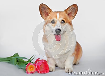 Corgi pembroke smile on white background with pink tulips Stock Photo