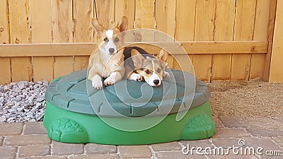 Corgi puppies Stock Photo
