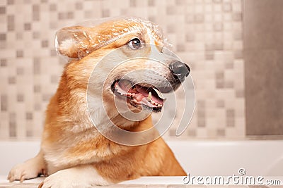 corgi washes in bathroom, funny hat on ears, water procedures Stock Photo