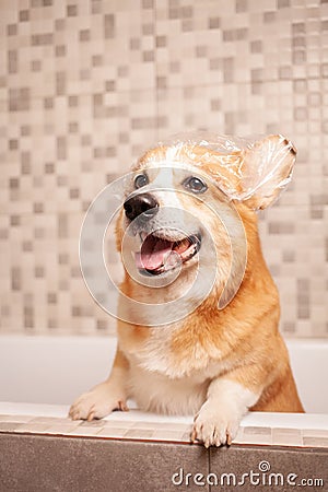 corgi washes in bathroom, funny hat on ears, water procedures Stock Photo