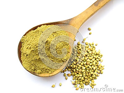 Coriander Stock Photo