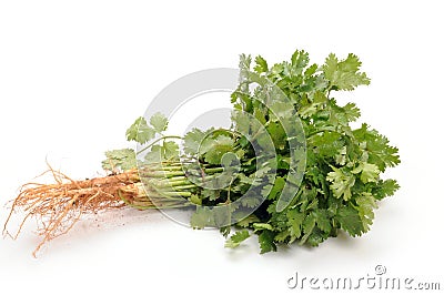 Coriander Stock Photo