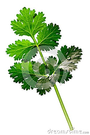 Coriander Cilantro, Coriandrum sativum, paths Stock Photo