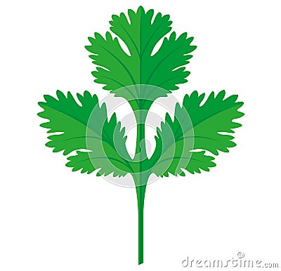 Coriander or Cilantro Leaf vector flat graphic illustration, fully adjustable and scalable. Vector Illustration