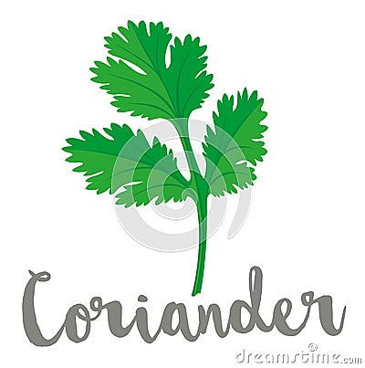 Coriander or Cilantro Leaf vector illustration Vector Illustration