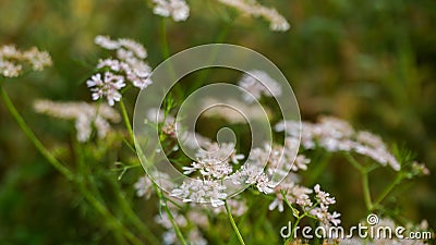 Coriander flowers (Dhonia Pata). Coriander flowers are small in size, with each flower measuring only a few millimeters. Stock Photo
