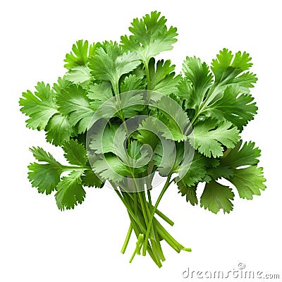 Coriander fresh bunch isolated on white trnsparent Stock Photo