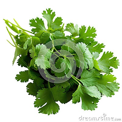 Coriander fresh bunch isolated on white trnsparent Stock Photo