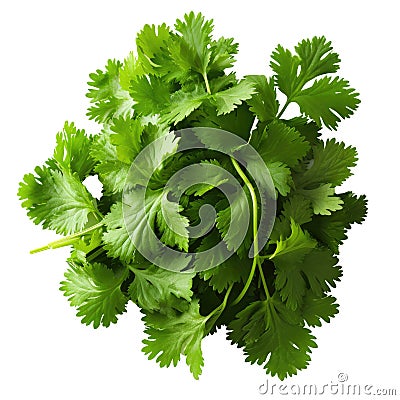 Coriander fresh bunch isolated on white trnsparent Stock Photo