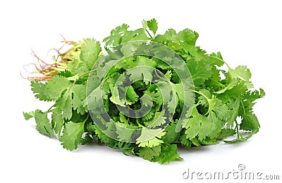 Coriander Stock Photo