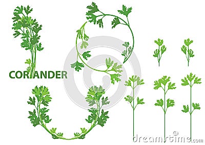 Coriander herb Vector Illustration