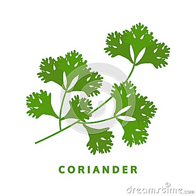 Coriander herb, chinese parsley, food vector illustration Vector Illustration