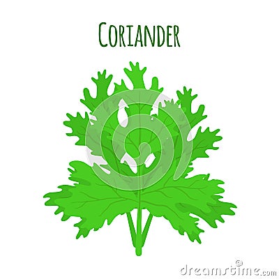 Coriander herb, chinese parsley. Green vegetarian spicy condiment. Vector illustration Vector Illustration