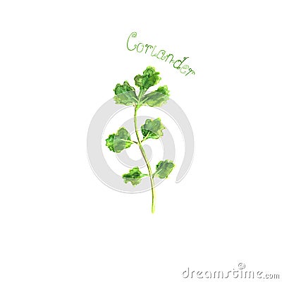 Coriander herb spice isolated on white background Cartoon Illustration
