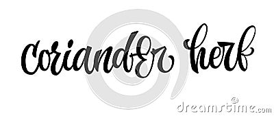 Coriander herb - vector hand drawn calligraphy style lettering word. Vector Illustration