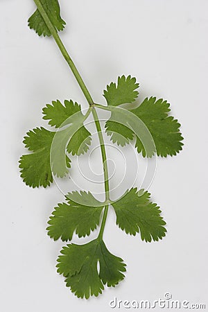 Coriander leaf Stock Photo