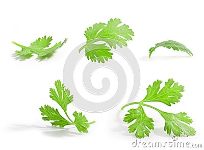 Coriander leaves Stock Photo