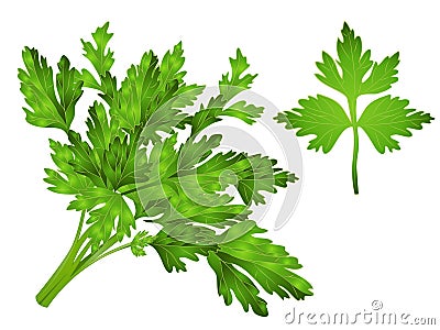 Coriander Leaves Clipart Stock Photo