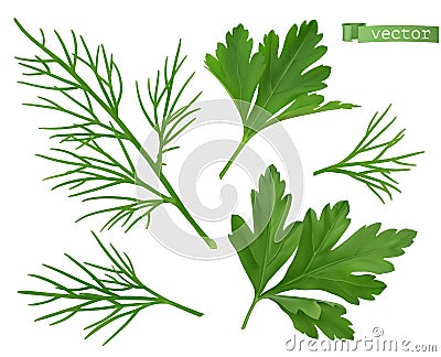 Coriander leaves, dill herb. Flavouring food. 3d vector ralistic objects Vector Illustration