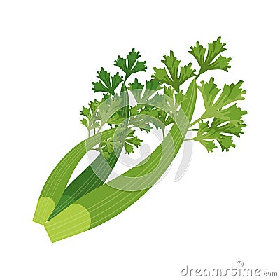 Coriander leaves fresh Vector Illustration